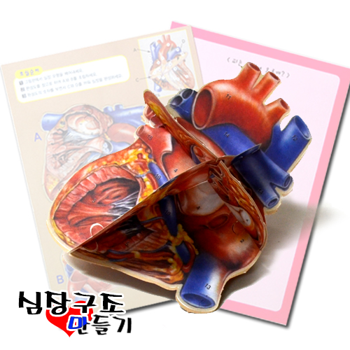 심장구조만들기(5명1세트)