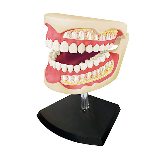 치아 모형 4D 퍼즐(41조각)