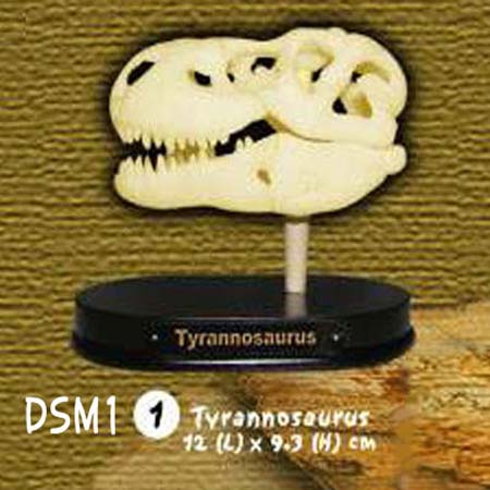 공룡 두개골발굴 -티라노사우루스(중)