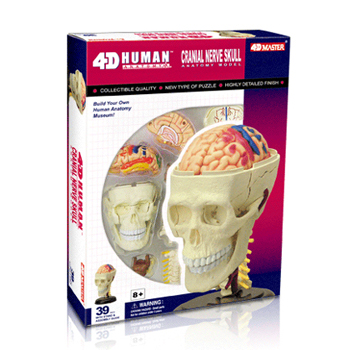 인체 두개골 해부 모형(4D 퍼즐, 39조각)