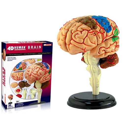 인체 뇌 해부 모형(4D 퍼즐, 32조각)